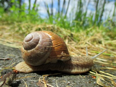 Shell crawl slowly