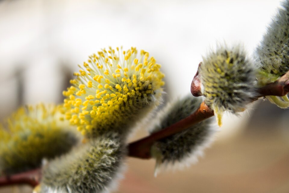 Dissolved bud willow