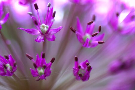 Purple garden spring