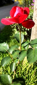 Rose bloom plant flower