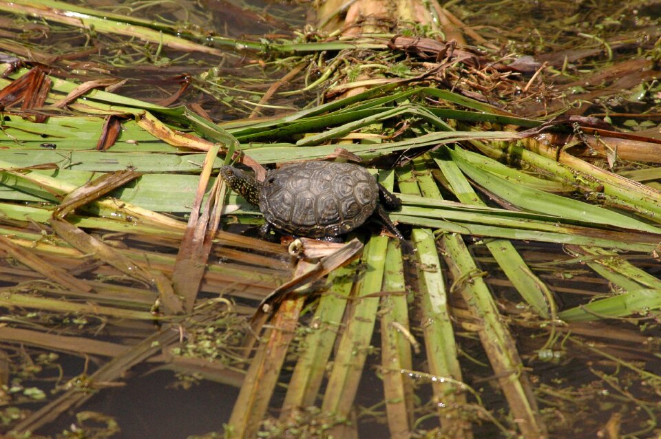 Warty turtles sword-extract stream three species of freshwater turtles