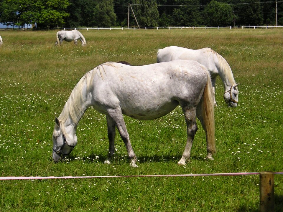 Feast standing white