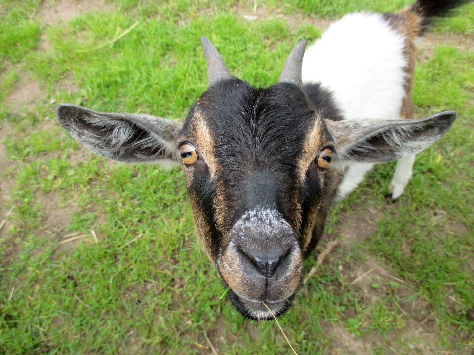 Macro curious goat's head