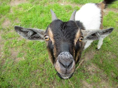 Macro curious goat's head