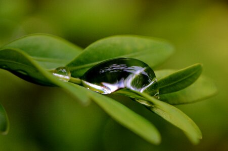 Drip water raindrop photo
