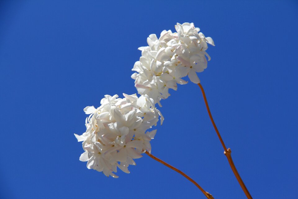 Nature flowers purity