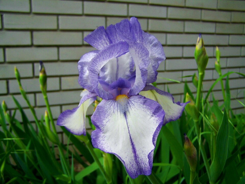 Purple iris fleur-de-lis spring flower