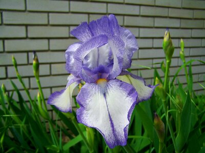 Purple iris fleur-de-lis spring flower photo