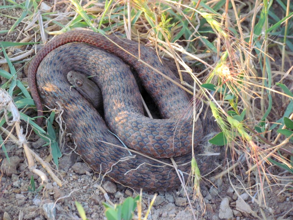 Red snake kızılırmak basin non-toxic
