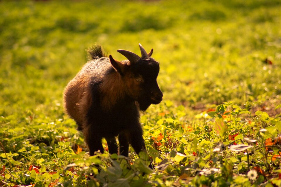 Mammal livestock young