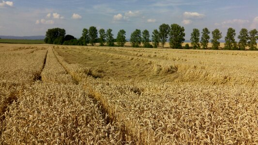 Landscape wheat grain photo