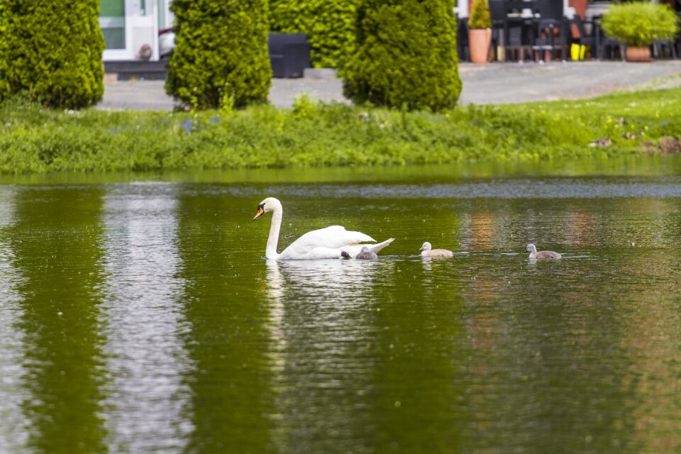 Lake bird nature