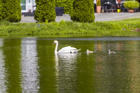 Lake bird nature
