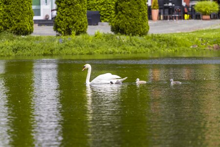 Lake bird nature photo