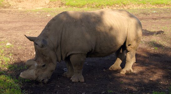 Rhinoceros zoo animal