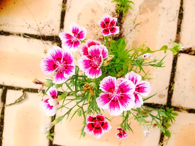 Tags flowers this peraeng field separated by commas
