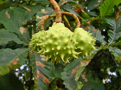 Leaves fetus plant
