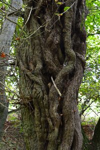 Woodlands natural outdoor