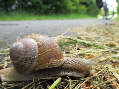 Close up crawl fauna