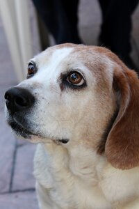 Dog white thoughtful photo