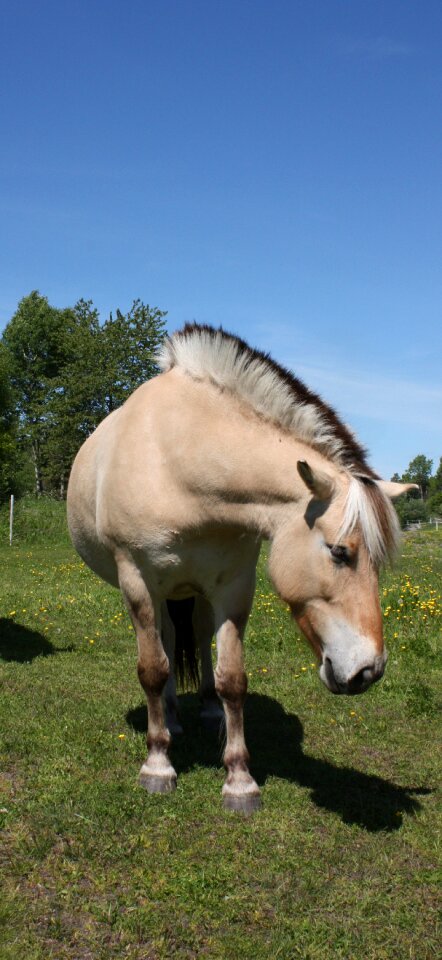 Norwegian horse race mohawks fjord horse