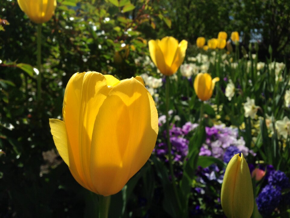 Flora garden bloom