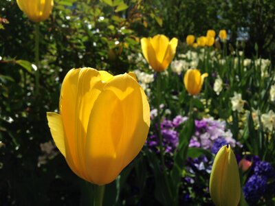 Flora garden bloom