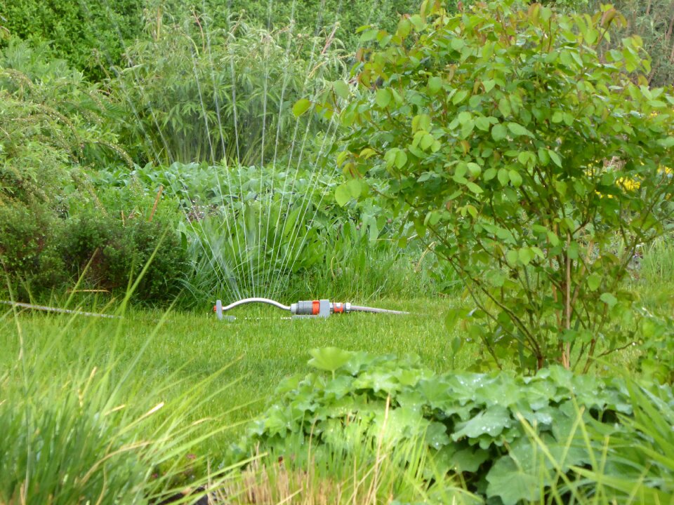 Drop of water juicy meadow