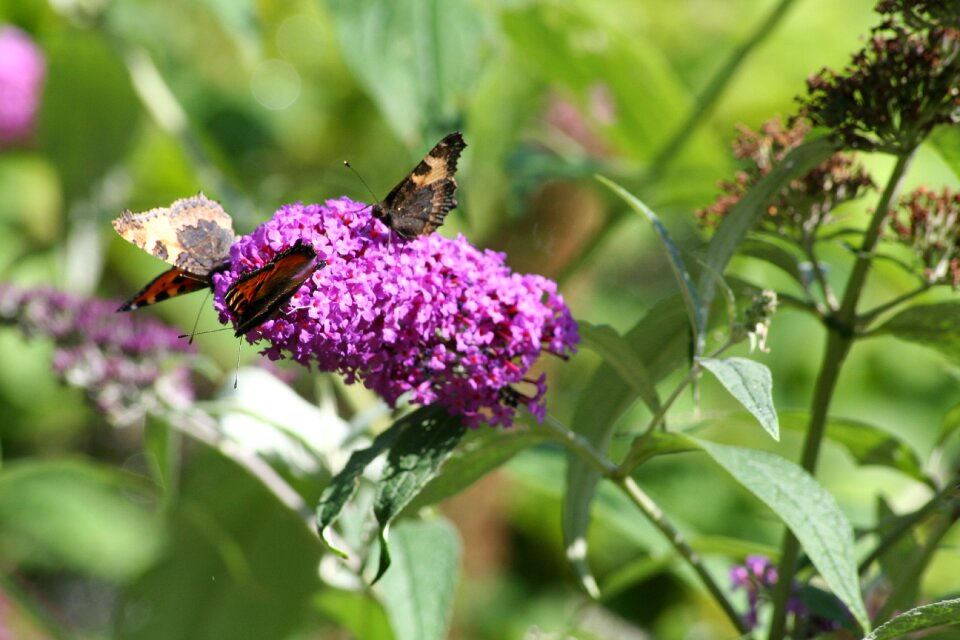 Butterfly bush butterflies garden