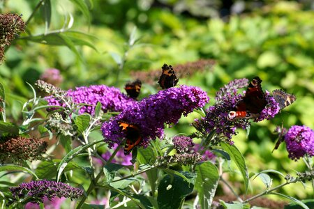 Butterfly bush butterfly garden photo
