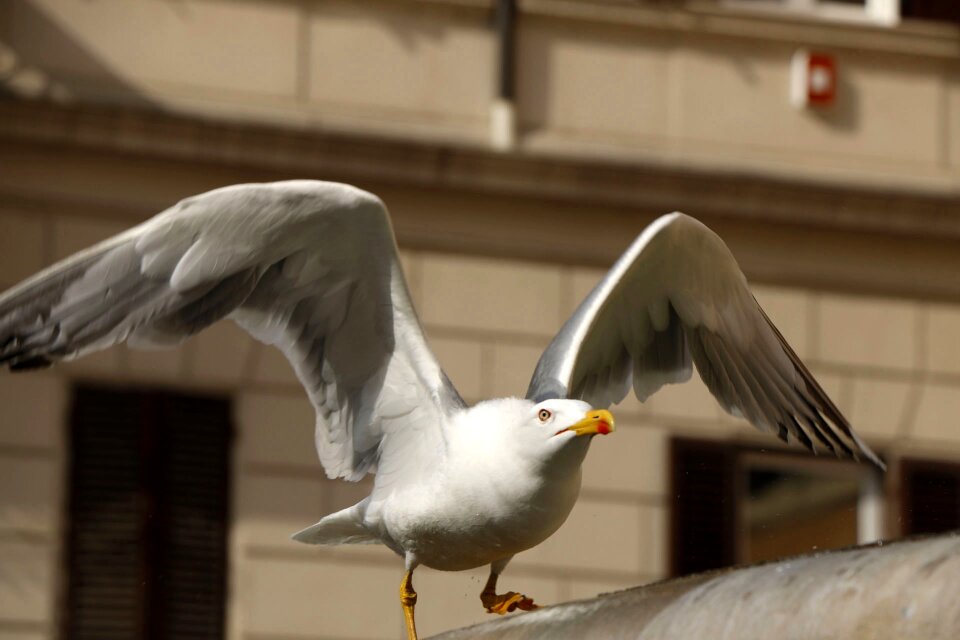 Flight water bird nature