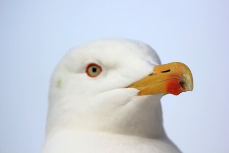 Bill bird animals