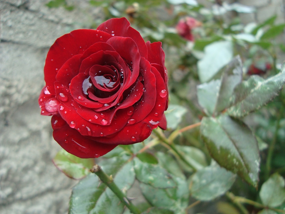 Rosa red beautiful