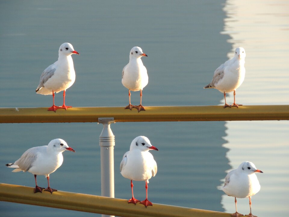 Birds unity seagull