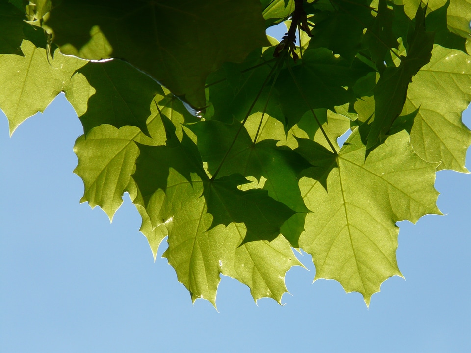 Tree green shining photo