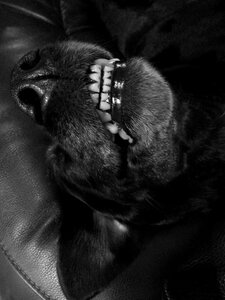 Pet grinning sleeping photo