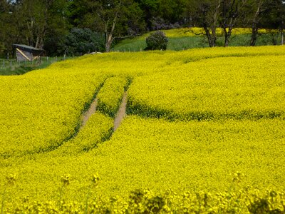 Away landscape plant