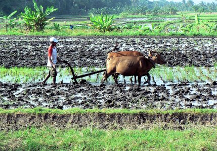 Rice field agricultural hitch photo