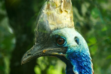 Cassowary helmet indonesia photo