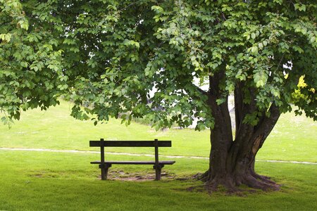 Park green empty