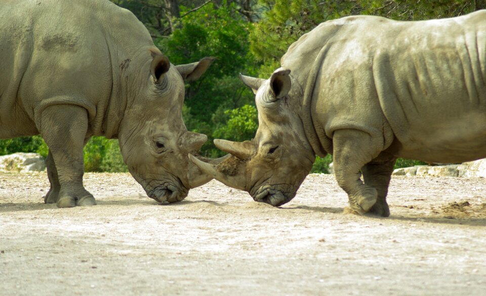 Horn wild animal fight