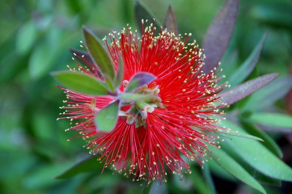 Flower exotic plant red