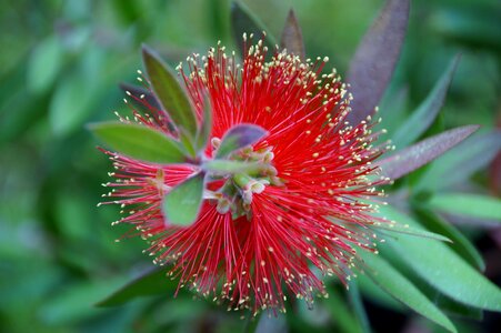 Flower exotic plant red photo