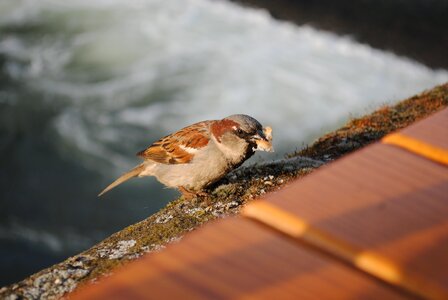 Feed nature animal