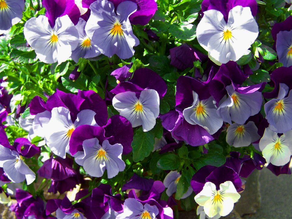 Purple-blue pansy spring flower flower garden