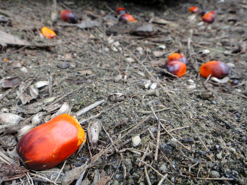 Plant oil palm red