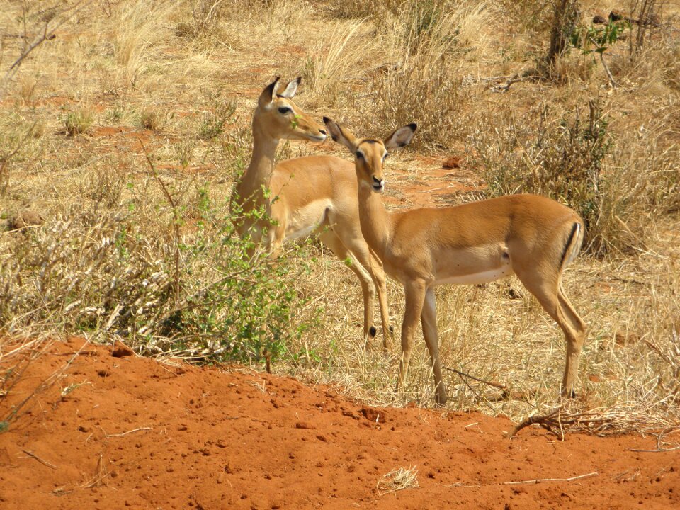 Africa animal wild