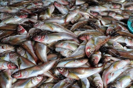 Sandfish market fish market