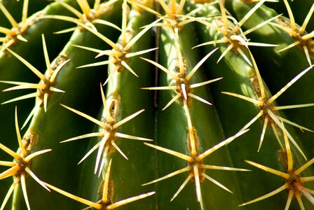Thorns quills drought