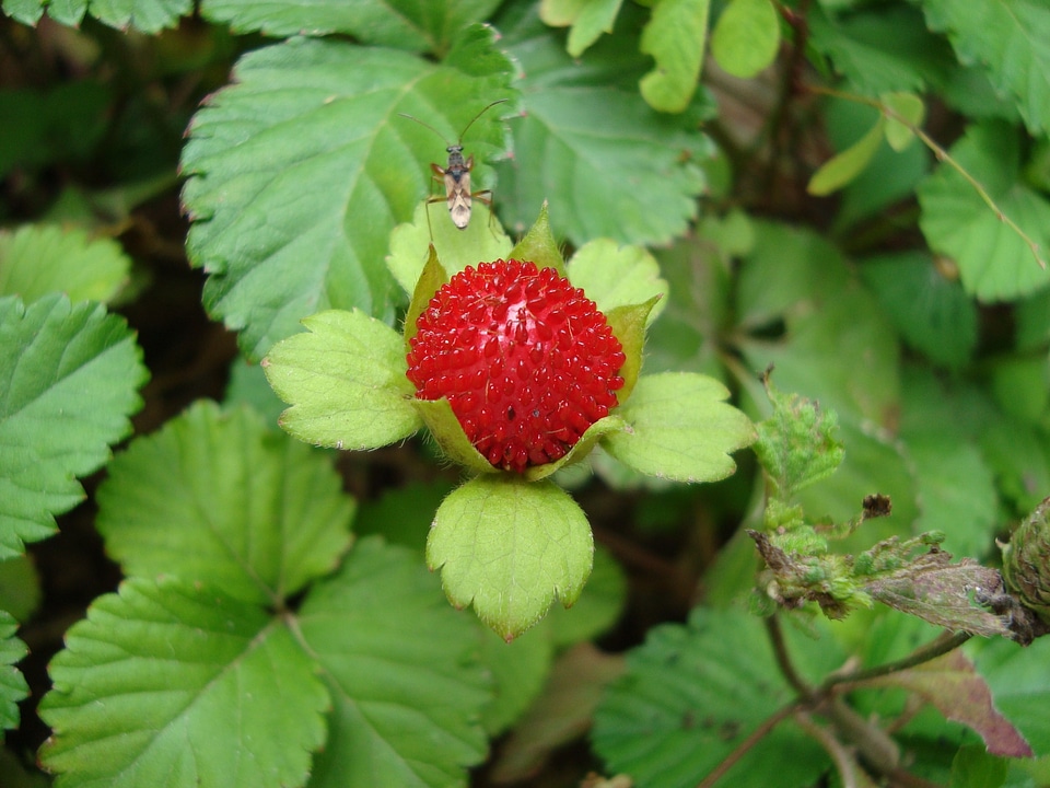 Strawberries fruit red